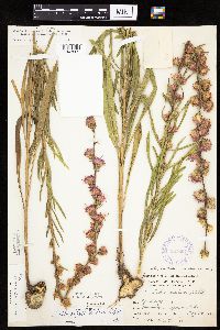 Liatris aspera image