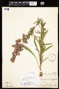 Liatris aspera image