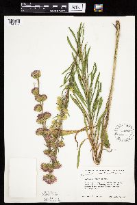 Liatris aspera image
