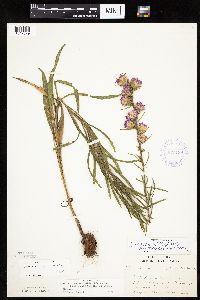 Liatris aspera image