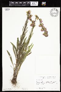 Liatris aspera image