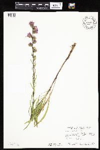 Liatris aspera image