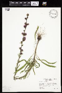 Liatris aspera image