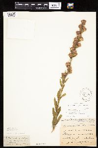 Liatris aspera image