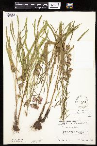 Liatris aspera image