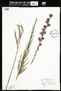Liatris aspera image