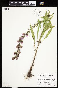 Liatris aspera image