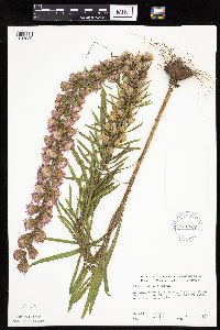 Liatris aspera image