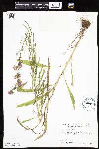 Liatris aspera image