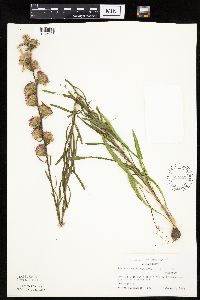 Liatris aspera image