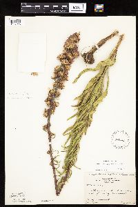 Liatris aspera image