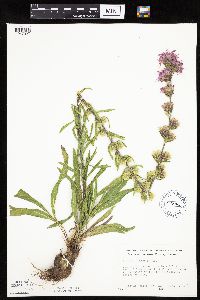 Liatris aspera image