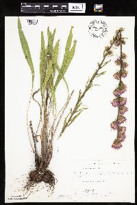 Liatris aspera image