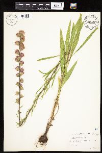 Liatris aspera image