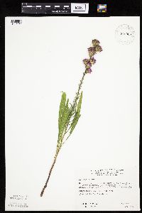 Liatris aspera image