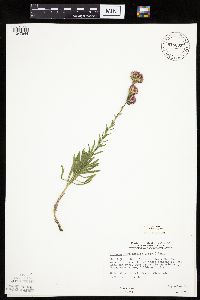 Liatris aspera image