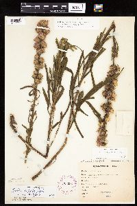 Liatris aspera image