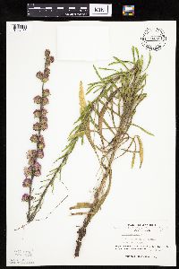 Liatris aspera image