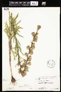 Liatris aspera image
