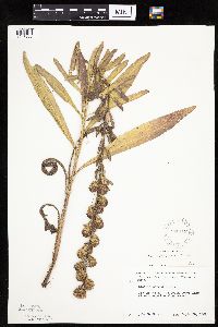 Liatris aspera image