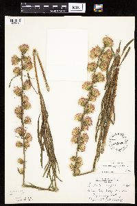 Liatris aspera image