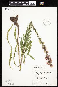 Liatris aspera image