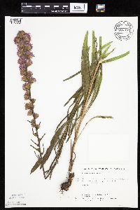 Liatris aspera image