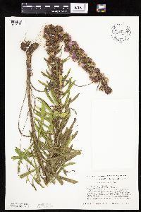 Liatris aspera image