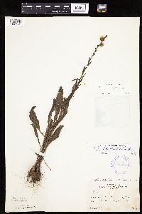 Liatris aspera image