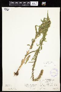 Liatris aspera image