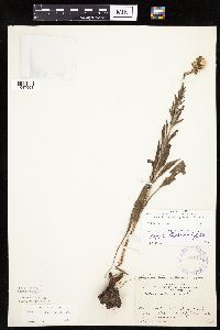 Liatris aspera image