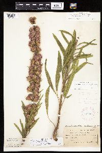 Liatris aspera image