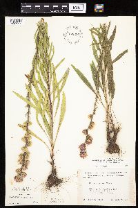 Liatris aspera image