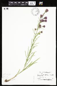 Liatris cylindracea image
