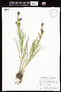 Liatris cylindracea image