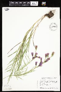 Liatris cylindracea image