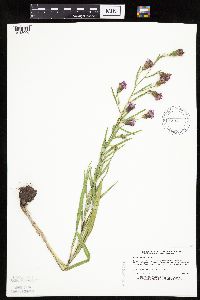 Liatris cylindracea image