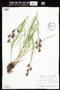 Liatris cylindracea image