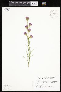 Liatris cylindracea image