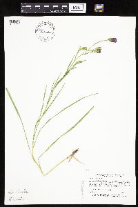 Liatris cylindracea image