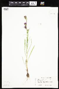 Liatris cylindracea image