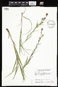 Liatris cylindracea image