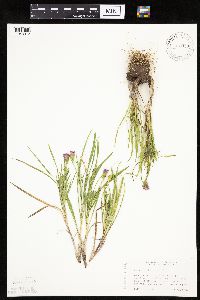 Liatris cylindracea image