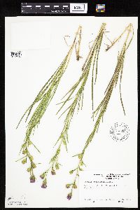 Liatris cylindracea image
