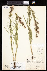Liatris cylindracea image