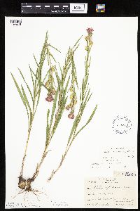 Liatris cylindracea image