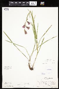 Liatris cylindracea image