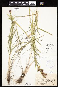 Liatris cylindracea image