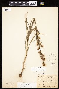Liatris cylindracea image