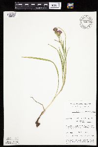 Liatris cylindracea image